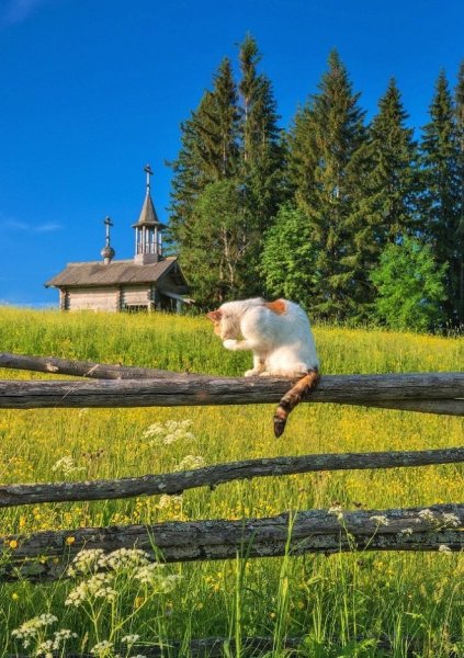 Доброе летнее утро в деревне