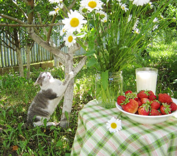 Уютное летнее утро