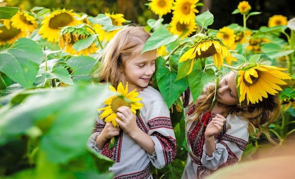Подсолнух для детей