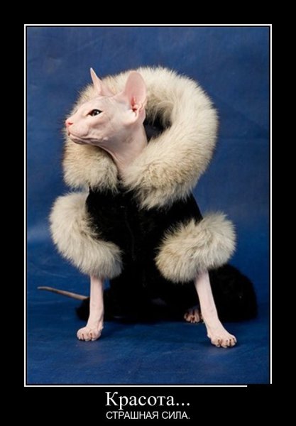 Собака в шуьк наскуоиоа