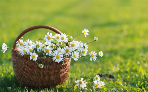 Яркие солнечные цветы