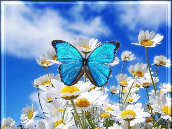 Цветы и небо