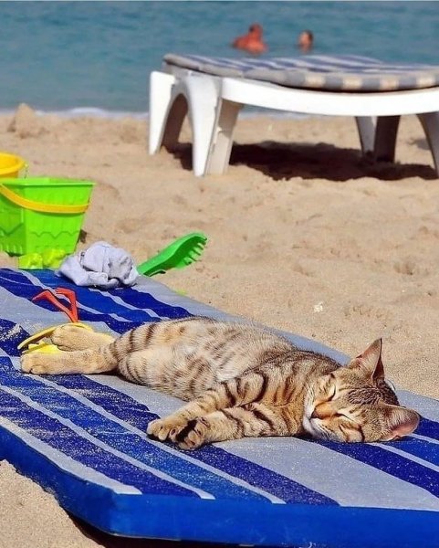 Кот на пляже