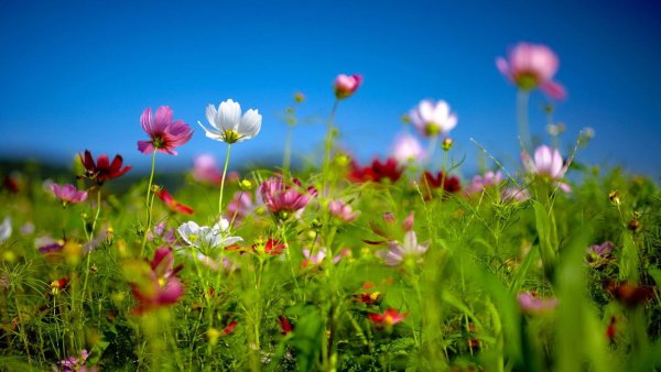 Телевизор 43. Uk 6550 PLD 4k UHD LG 43