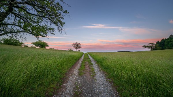 Волны пальмы