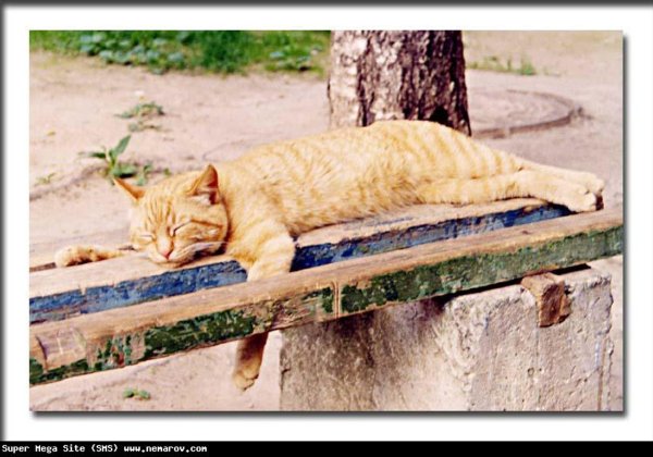 Жара демотиваторы