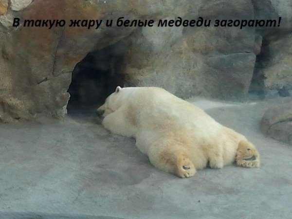 Смешные животные на пляже