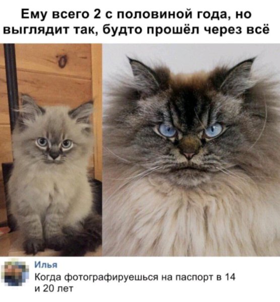 Кот повидавший жизнь Мем