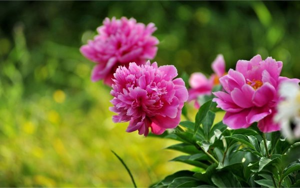 Пион Абрахам