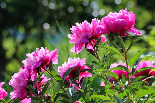 Красивые пионы в саду