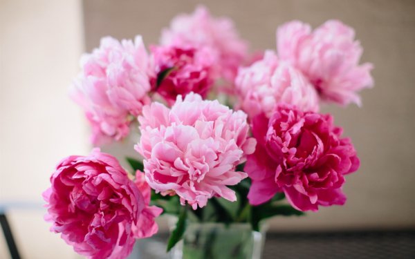 Пион Лохвицкая