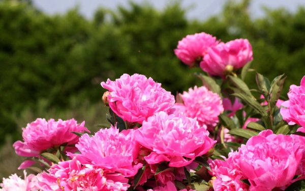 Пион Клауди Скай