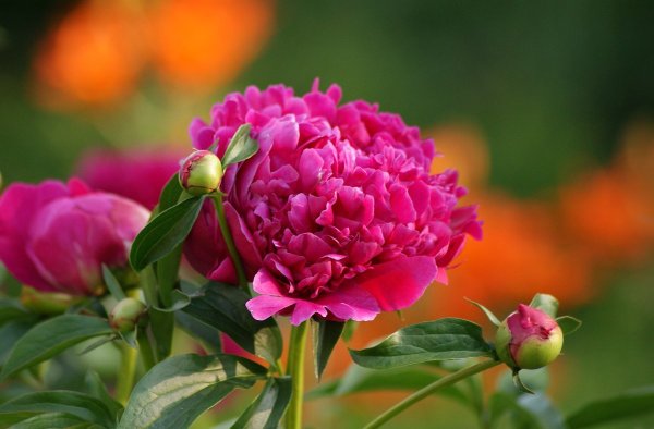 Бутон красного пиона