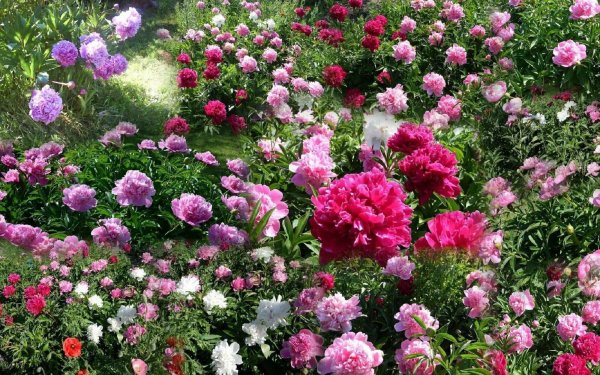 Моноцветник пионы