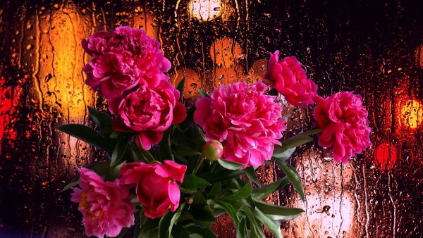 Пионы на заставку