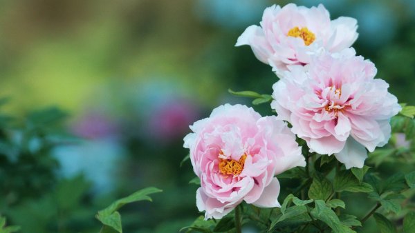 Пион Ито-гибрид Скарлет Хевен