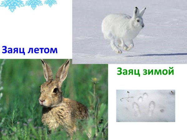 Заяц Беляк меняет Акрас