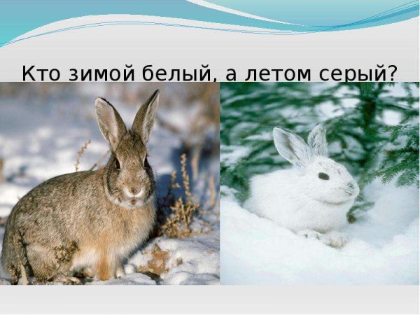 Заяц зимой и летом