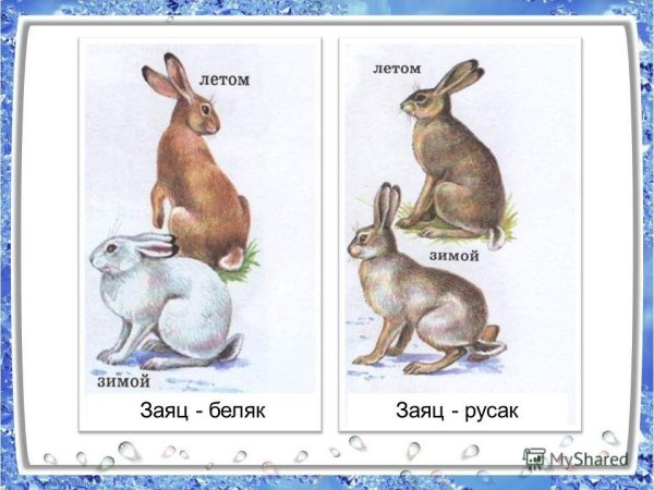 Заяц Беляк меняет окраску весной