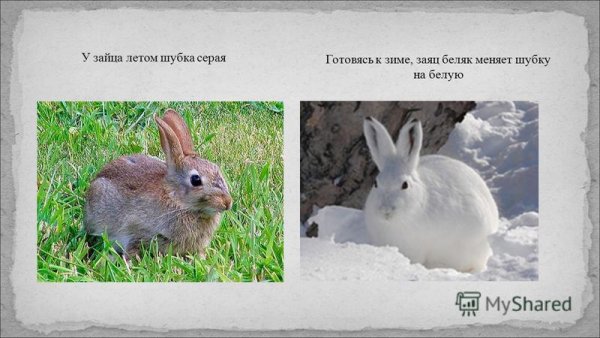 Заяц карточка для детей