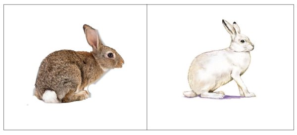 Цвет зайца беляка летом и зимой