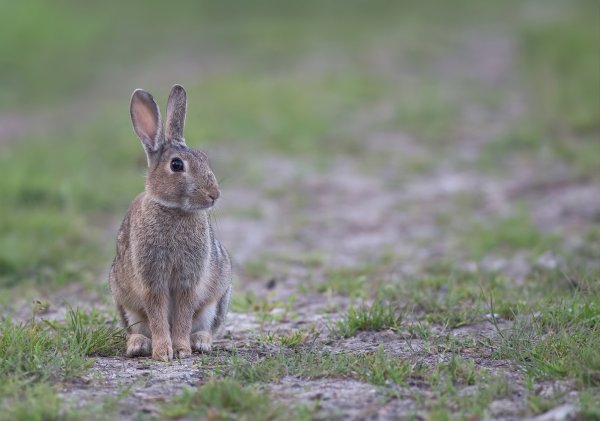 Заяц меняет цвет шубки