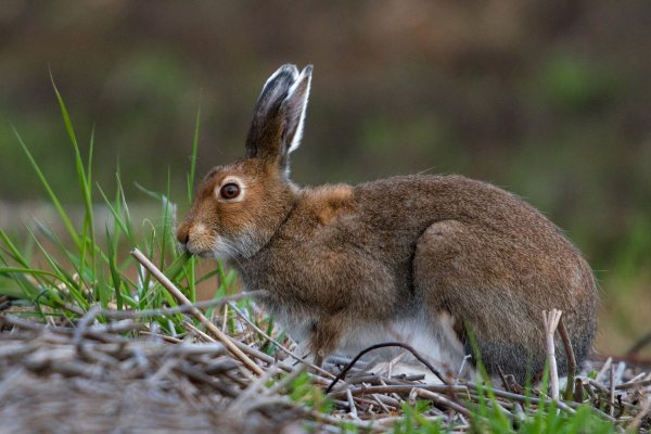 Заяц Беляк с зайчатами