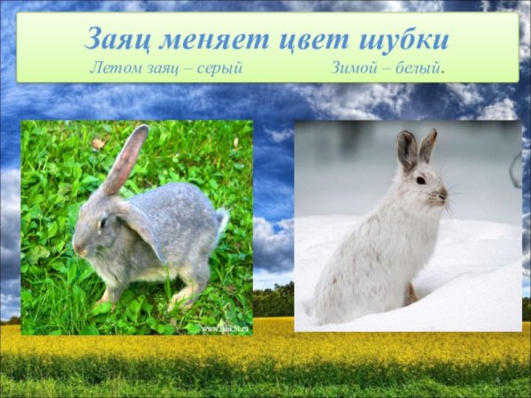 Георгий Скребицкий — белая шубка: рассказ