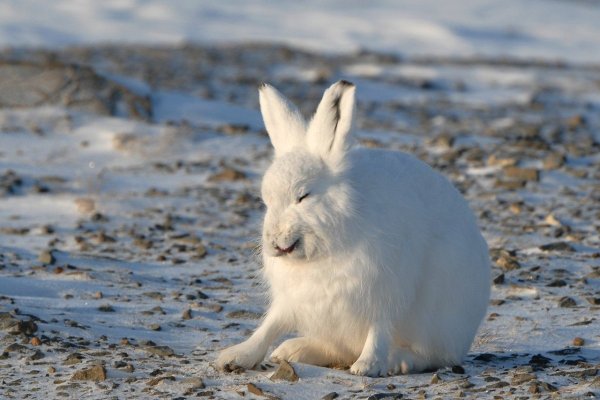 Заяц меняет цвет шубки