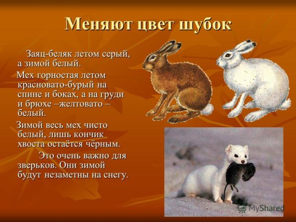 Ответы l2luna.ru: Откуда пошел миф что заяц меняет цвет шкурки ? ведь это не правда