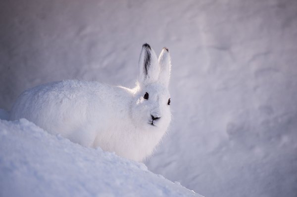 Заяц Русак летом