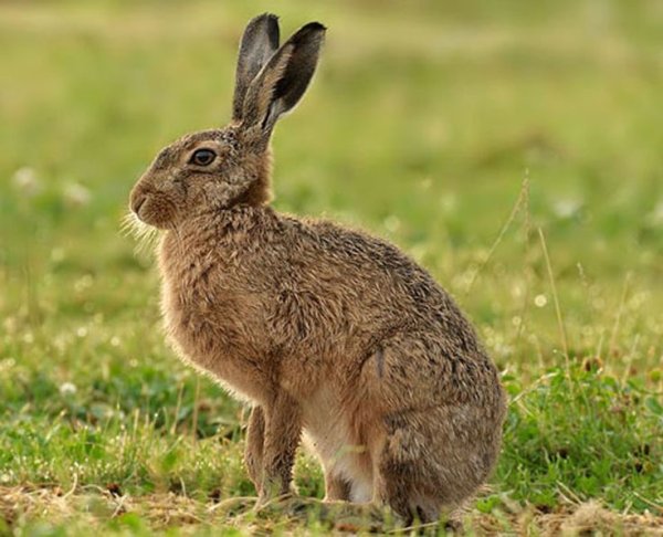 Линька зайца