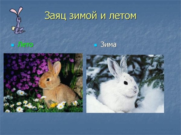 Заяц Беляк летом