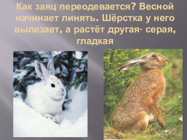 Зайчик готовится к зиме