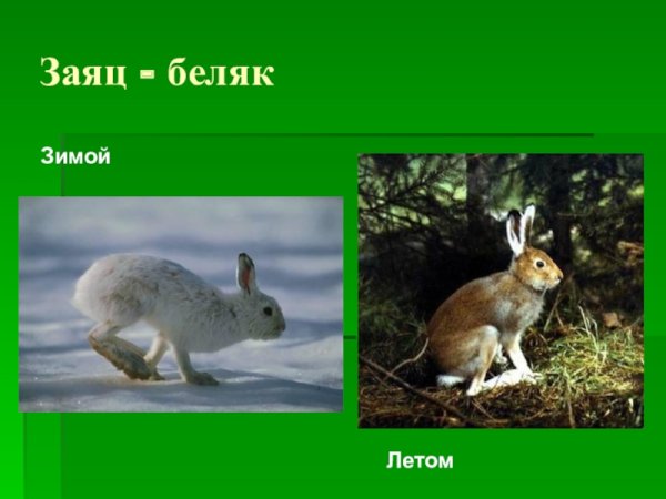 Заяц Беляк летом и зимой