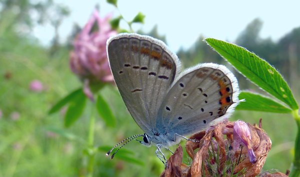 Лето на исходе картинки