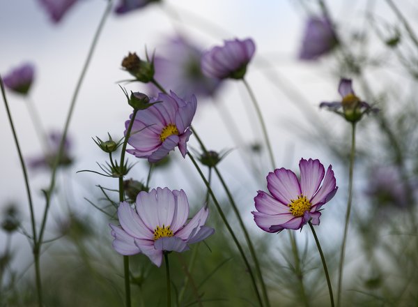 Утро осень Калина