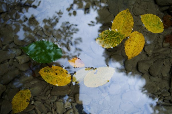 На исходе лета пейзаж