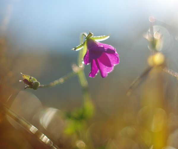 В небе ночном на исходе лета