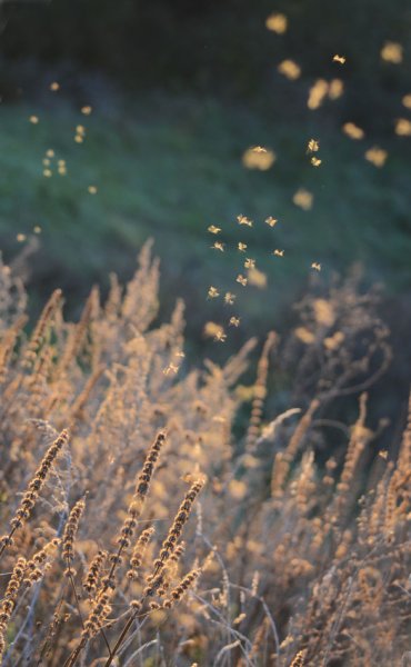 Осень Подсолнухи