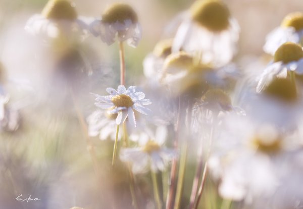 Августовские деньки