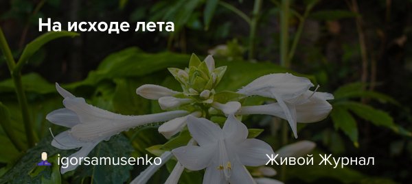 Август астры август грозди винограда