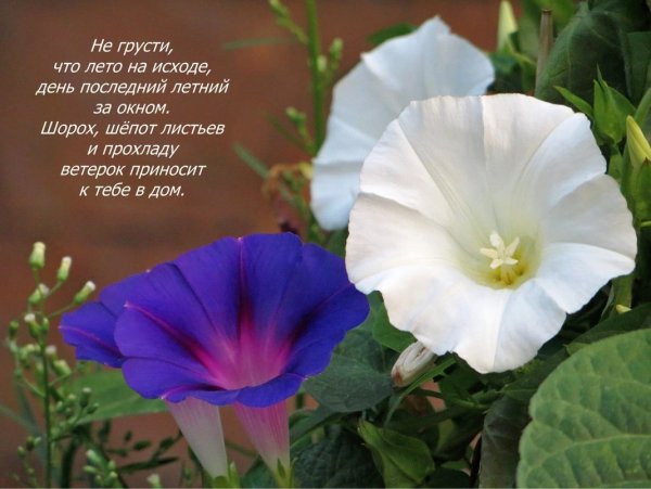 Берёзы утром