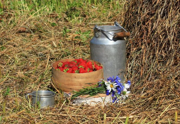 Букет ромашек на природе