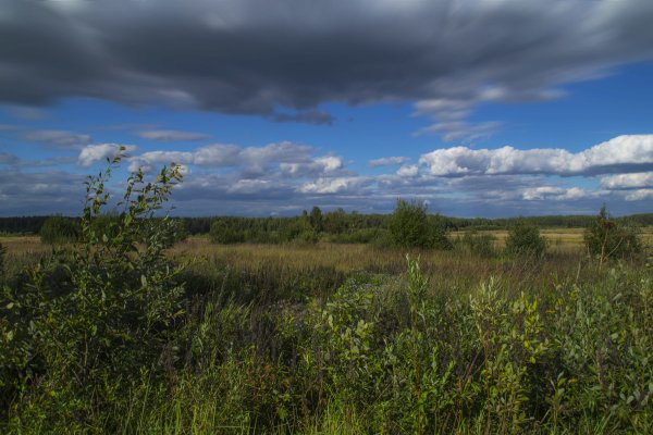 Соломенная шляпа