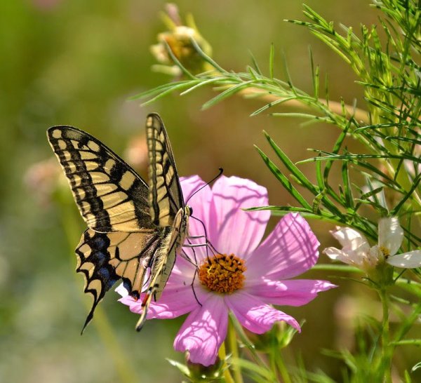 Август прощание с летом