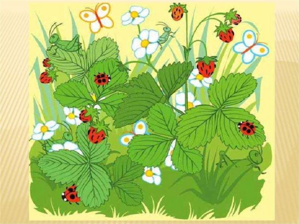 Ягодная Полянка для детей