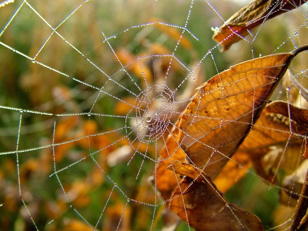 Осенняя паутина