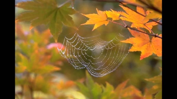 Паутинка осенью