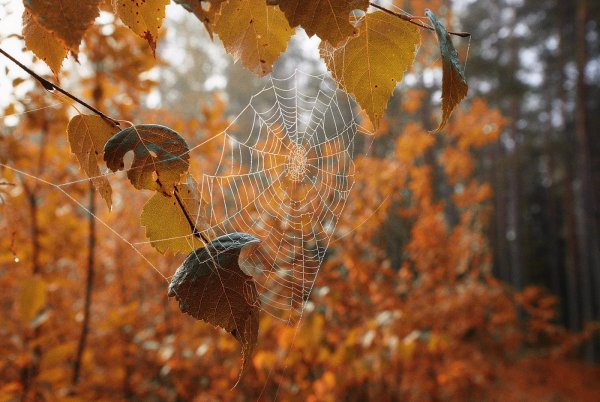 Бабье лето паутина
